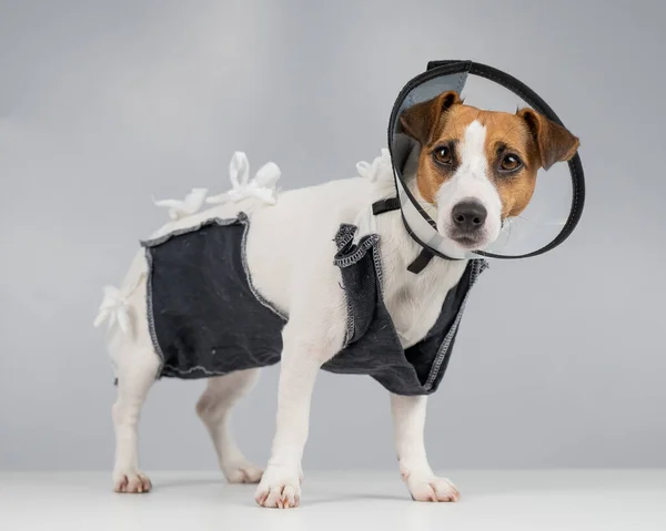 Cão Infeliz Jack Russell Terrier Cobertor Uma Coleira Cone Após — Fotografia de Stock