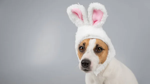 Jack Russell Terrier dog in bunny ears on a white background. Copy space