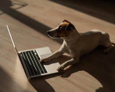 Jack Russell Terrier dog sitting at a laptop on a wooden floor