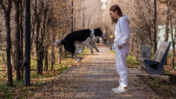 Caucasian Woman Walking Dog Park Autumn Border Collie Jumps Very — Photo