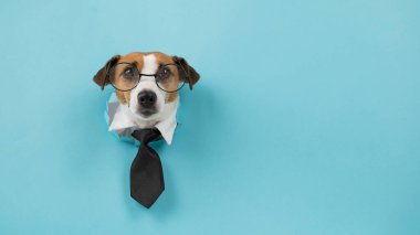 Gözlüklü köpek Jack Russell Terrier ve mavi arka plandaki delikten bir kravat sarkıyor.
