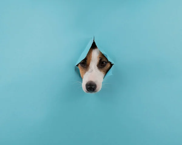 Hundenase Aus Einem Loch Papierblauen Hintergrund Kopierraum — Stockfoto
