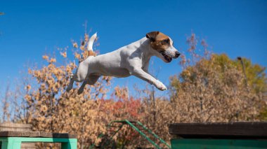 Jack Russell Terrier köpeği köpek parkında bir banktan diğerine atlıyor.