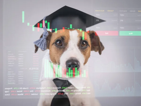 Egy Kutya Akadémiai Sapkában Nyakkendőben Megnézi Hud Menüt Jack Russell — Stock Fotó