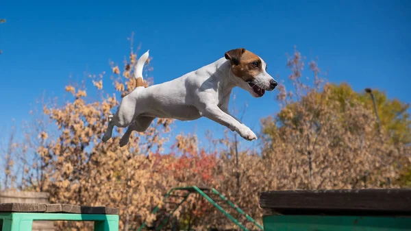 Jack Russell Terrier Chien Sautant Banc Bois Autre Dans Aire — Photo