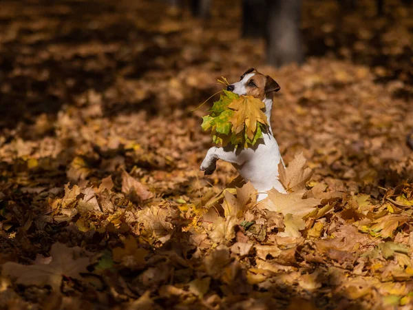 Собака Терьер Джека Рассела Держит Желтый Кленовый Лист Прогулке Осеннем — стоковое фото