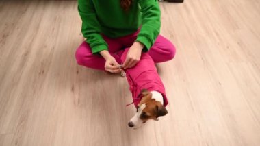 Beyaz kadın Jack Russell Terrier köpeğini pembe yelek ile giydiriyor.