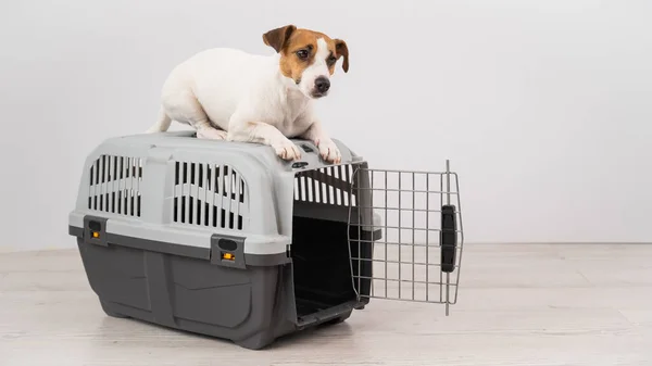 Jack Russell Terrier Pies Leży Szczycie Klatki Dla Bezpiecznego Transportu — Zdjęcie stockowe