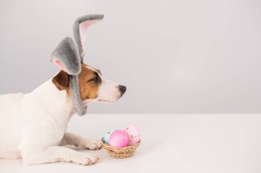 Beyaz arka planda boyalı yumurta sepeti olan tavşan kostümlü komik köpek Jack Russell Terrier. Katolik Paskalya sembolü.