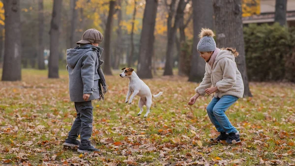 Białe Dzieci Spacerują Jackiem Russellem Terrierem Jesiennym Parku Chłopiec Dziewczyna — Zdjęcie stockowe