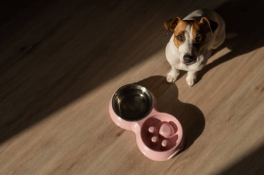 A double bowl for slow feeding and a bowl of water for the dog. Top view of a jack russell terrier dog near a pink plate with dry food on a wooden floor