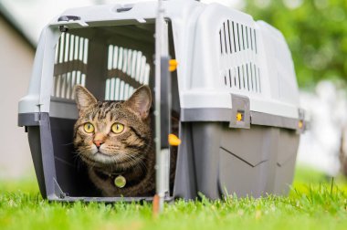 Gri tekir kedi yeşil çimlerin üzerinde bir taşıyıcıda yatıyor.