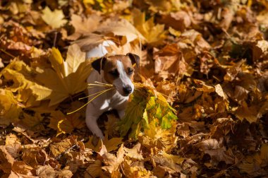 Jack Russell Terrier köpeği sonbahar parkında yürürken sarı bir akçaağaç yaprağı tutuyor.