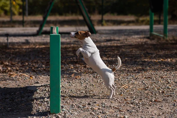 Jack Russell Terrier Kutya Átugrik Egy Fából Készült Akadályt Egy — Stock Fotó