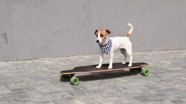 Ekose bandana giymiş Jack Russell Terrier köpeği uzun tahta bir arabaya biniyor.