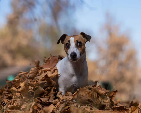 Jack Russell Terrier Cane Una Pila Foglie Gialle Cadute — Foto Stock