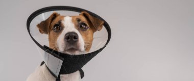 Jack Russell Terrier dog in plastic cone after surgery