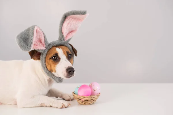 Funny Dog Jack Russell Terrier Bunny Costume Basket Painted Eggs — Stock Photo, Image