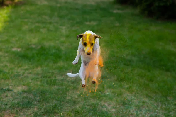 Dog Jack Russel Terrier Foltos Holi Színek Ugrik Egy Zöld — Stock Fotó