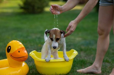 Sahibi köpeği yeşil çimenlikteki sarı bir havuzda yıkıyor.