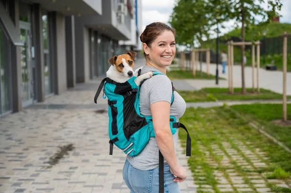 Caucasian Woman Walking Outdoors Dog Jack Russell Terrier Special Backpack — Stock Photo, Image
