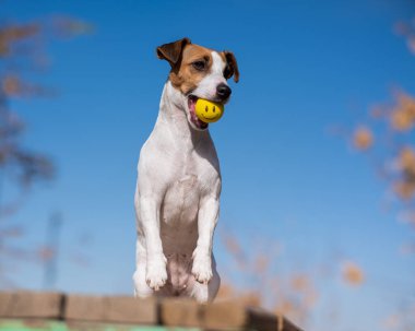 Köpek Jack Russell Terrier, mavi gökyüzünün arka planında sarı bir topu ağzında tutuyor.