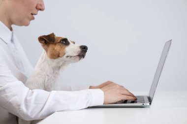 Dizlerinin üzerinde köpek Jack Russell Terrier ile çalışan beyaz bir kadın.