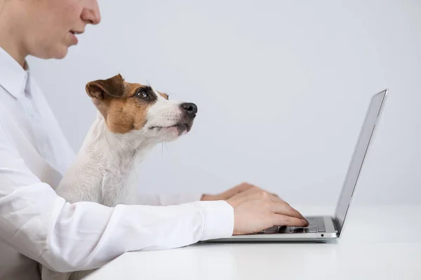 Mulher Caucasiana Trabalhando Laptop Com Cão Jack Russell Terrier Joelhos — Fotografia de Stock