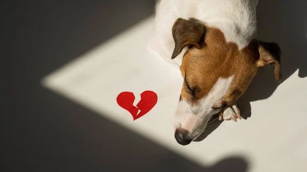 Jack Russell Terrier Hund Ligger Bredvid Ett Brustet Hjärta — Stockfoto