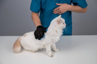 Veteriner özel eldivenli beyaz tüylü bir kediyi tarıyor.