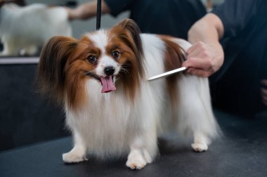 Beyaz kadın bir köpeği tarıyor. Papillon Continental Spaniel 'in tımarda dili sarkıyor.
