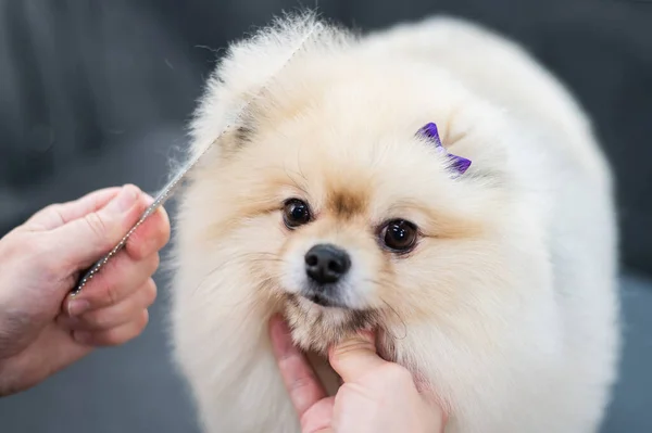 Een Vrouw Kamt Een Leuke Pomeranian Een Knipbeurt Spitz Hond — Stockfoto