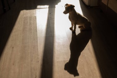 Jack Russell Terrier bir apartmanın ahşap zemininde oturuyor.
