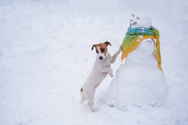Dog Walks Winter Jack Russell Terrier Next Snowman Wearing Scarf — Stock fotografie