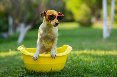 Jack Russell, güneş gözlüklü teriyer köpeği dışarıda sarı bir havuzda yıkanır.