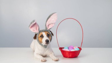 Beyaz arka planda boyalı paskalya yumurtaları olan bir sepetin yanındaki tavşan çemberindeki sevimli Jack Russell Terrier köpeği.