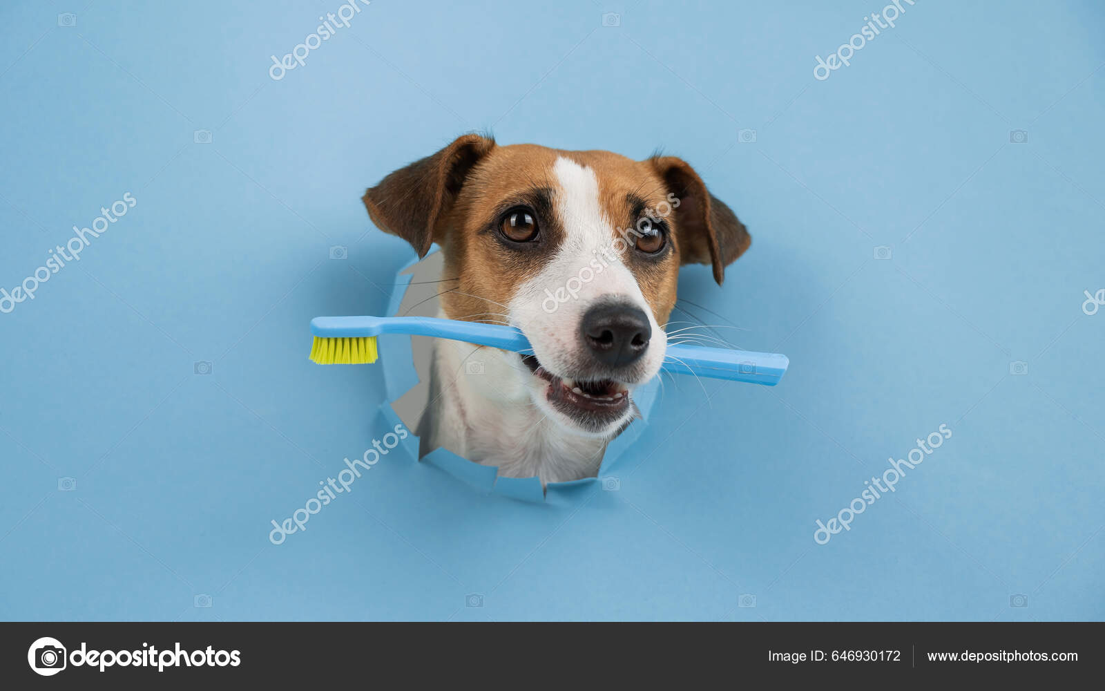 Dog muzzle shop jack russell terrier