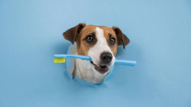 Jack Russell Terrier 'ın namlusu, kağıt mavisi arka plandaki bir delikten sarkıyor ve turuncu bir diş fırçası tutuyor.