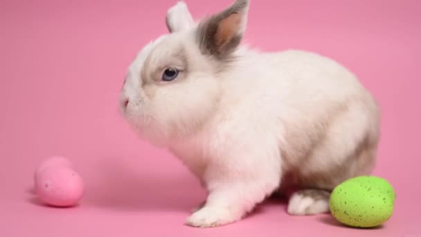 Пасхальный Кролик Розовом Фоне Красочными Окрашенными Яйцами — стоковое видео