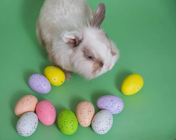 复活节兔子在一个绿色的背景上彩色彩绘鸡蛋 顶部视图 — 图库照片