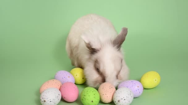 Renkli Yumurtaları Olan Yeşil Bir Arka Planda Paskalya Tavşanı — Stok video