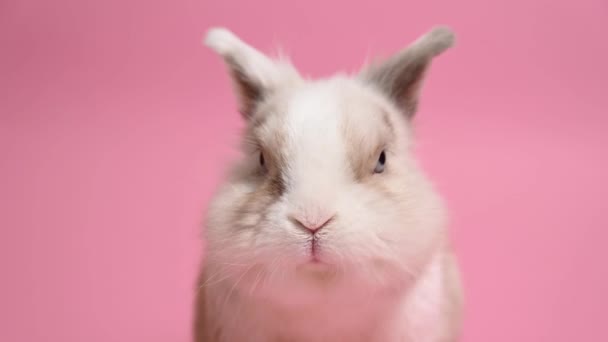 Портрет Милого Серо Белого Кролика Розовом Фоне — стоковое видео
