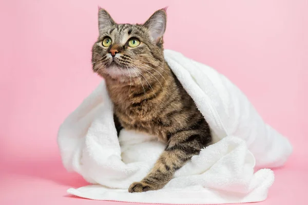 Kot Paski Owinięty Biały Ręcznik Różowym Tle — Zdjęcie stockowe