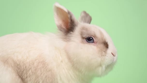 Porträt Eines Niedlichen Grauen Und Weißen Kaninchens Das Auf Grünem — Stockvideo