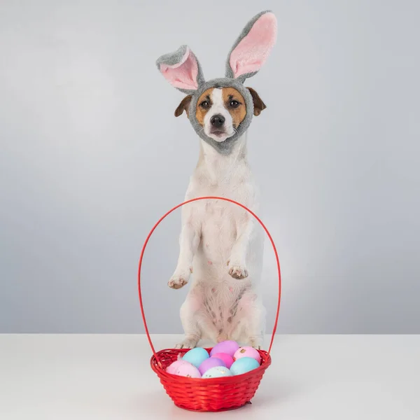 Cute jack russell terrier dog in a bunny rim next to a basket with painted easter eggs on a white background
