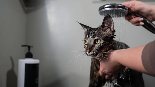 Frau Wäscht Eine Gestreifte Graue Katze Der Dusche — Stockfoto