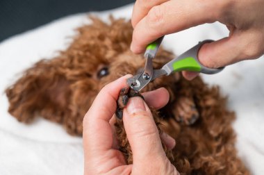 Kahverengi oyuncak kanişin tırnaklarını kesen kadın.