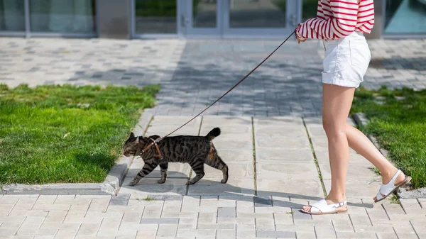 Donna Caucasica Che Cammina Con Gatto Guinzaglio All Aperto Estate — Foto Stock