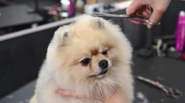 Bir kadın şirin bir Pomeranya kesimi yapar. Kuaförde Spitz köpeği