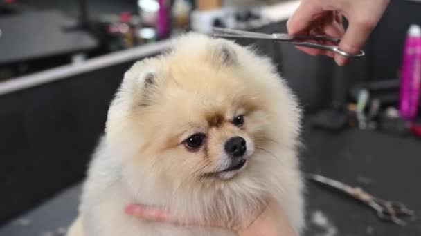 Kobieta Robi Ładną Pomorską Fryzurę Spitz Pies Salonie Uwodzenia — Wideo stockowe